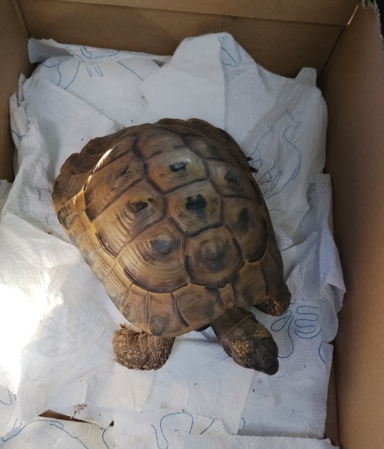 želva